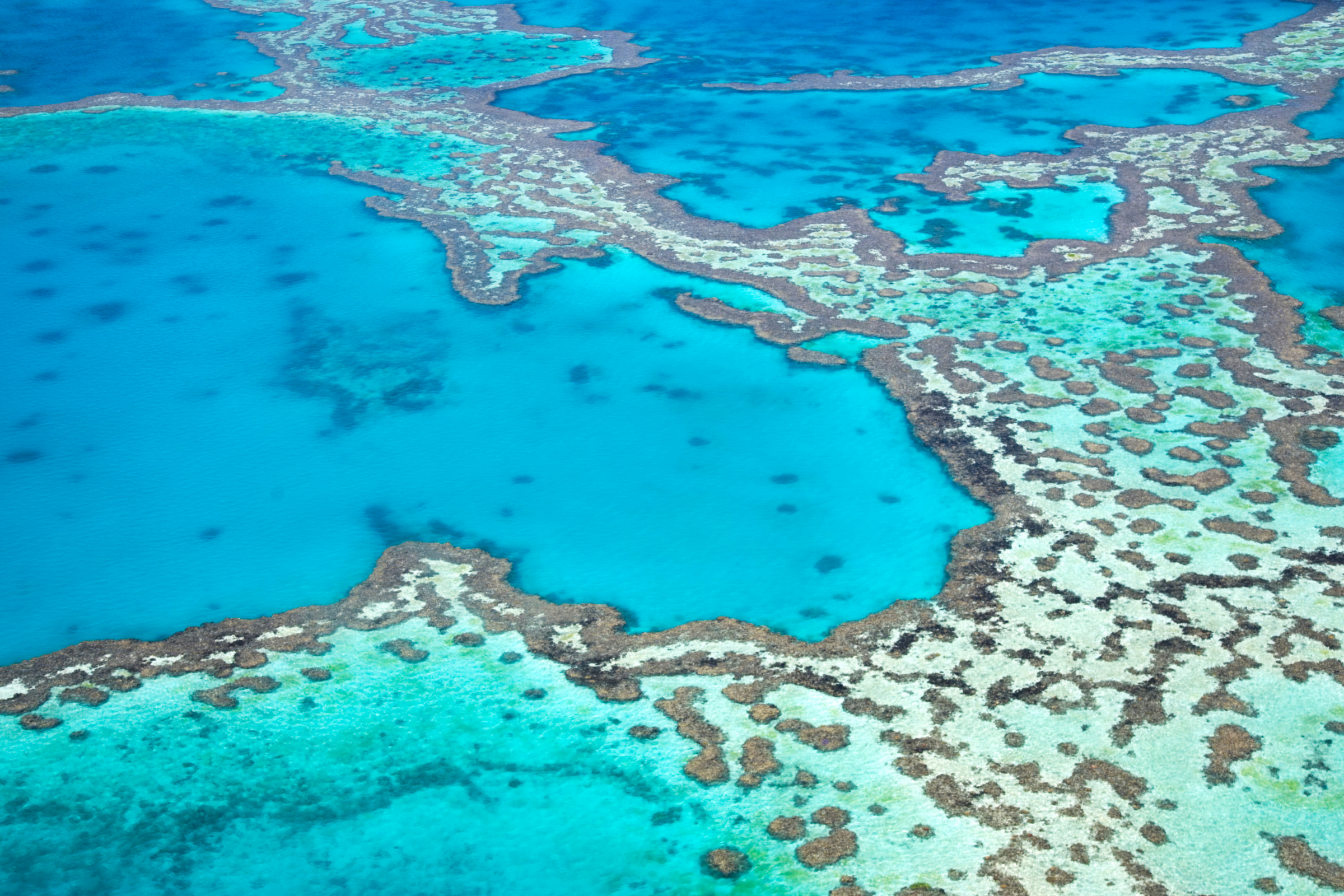 ribbon reef, great barrier reef (3).webp